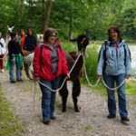 Lamawanderung in der Nähe