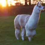 Lamawanderung Indian Summer