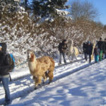 Lamawanderung "Glühweintour mit Gulaschsuppe"