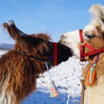 Lamawanderung Glühweintour Winter Spezial