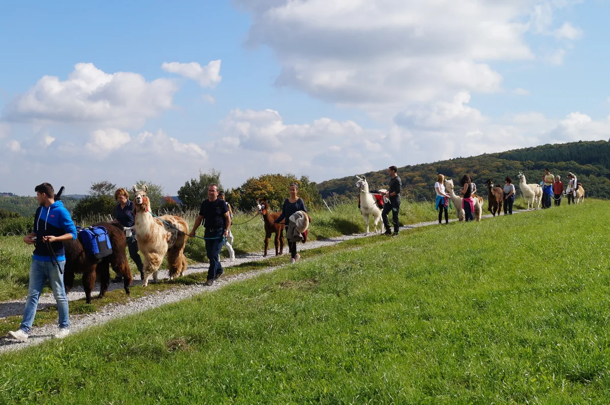 Lamawanderung Halbtagestour mit Imbiss – Über den Kohlenberg