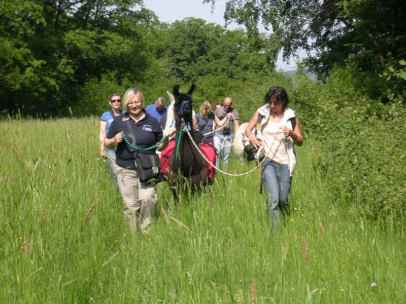 Lama Wanderung Schnuppertour