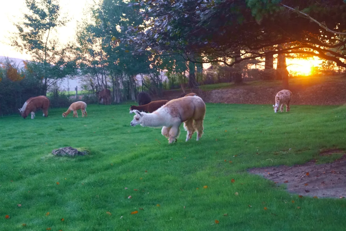 Lamatrekking - Alpakatouren