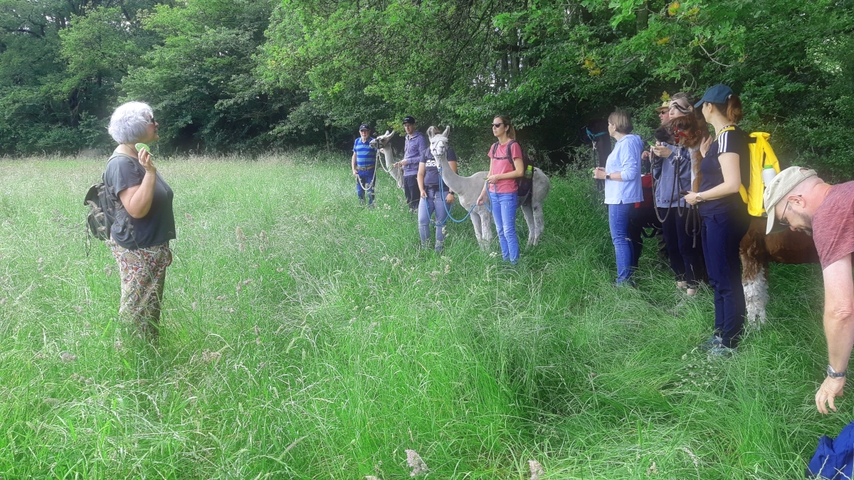 Lamatrekking-Wildkräuterwanderung mit Kräuterpicknick