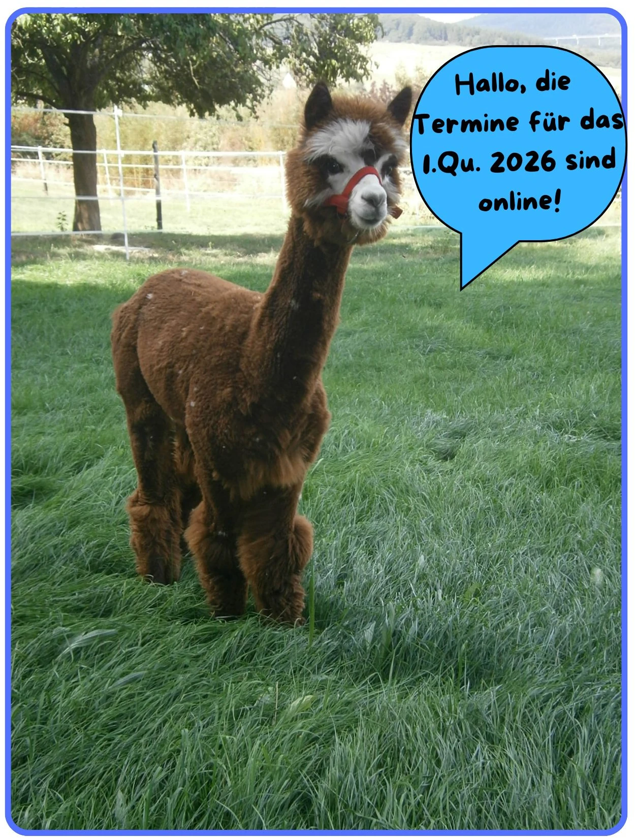 Lamawandern Alpakawandern