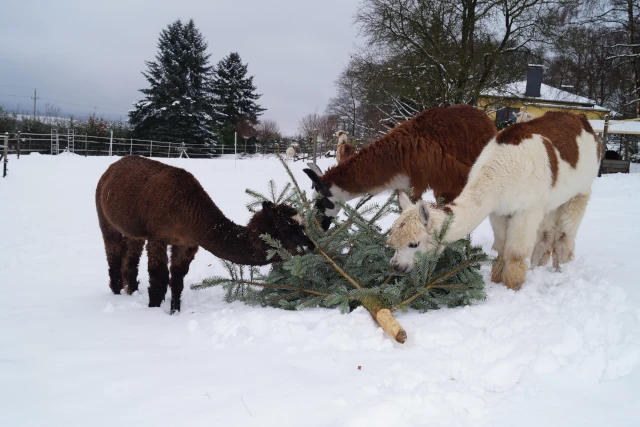 Lamatrekking-Alpakawandern